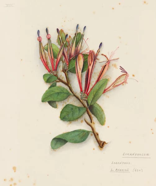 Trilepidea adamsii (Adams mistletoe) by Fanny Osborne.