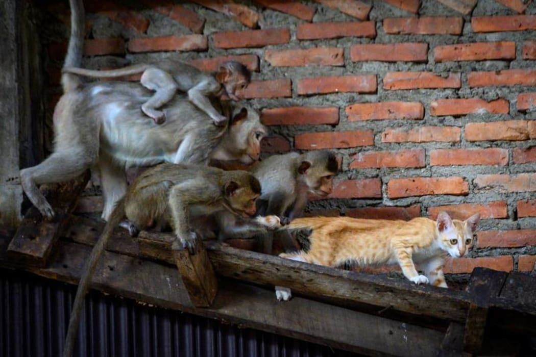 Longtail macaques pull the tail of a cat in an abandoned building in the town of Lopburi.