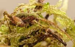 Moss Wētā