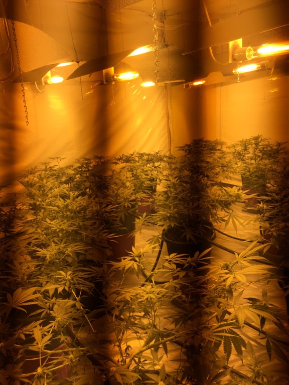 Auckland police discovered six houses with cannabis-growing equipment and 60-80 plants each.