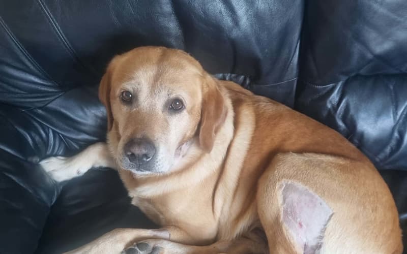 Labrador attacked by group of dogs on Palmerston North walking track | RNZ