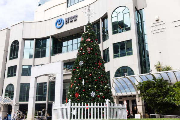 Christmas trees in Wellington