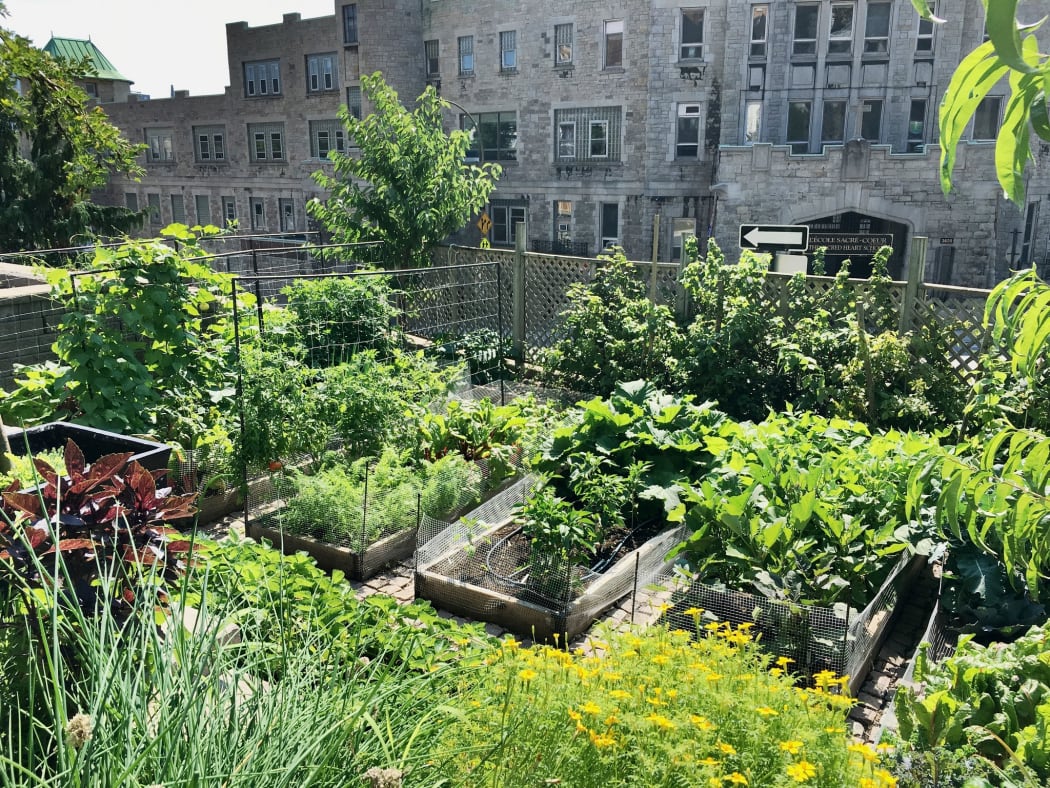 An urban garden
