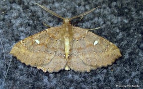 moth