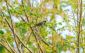 House sparrow perched on a tree branch in nature