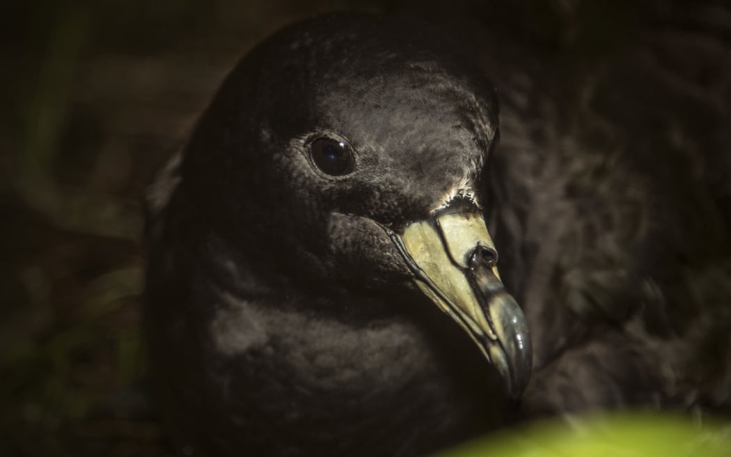 Taiko / Back petrel on Aotea / Great Barrier Island