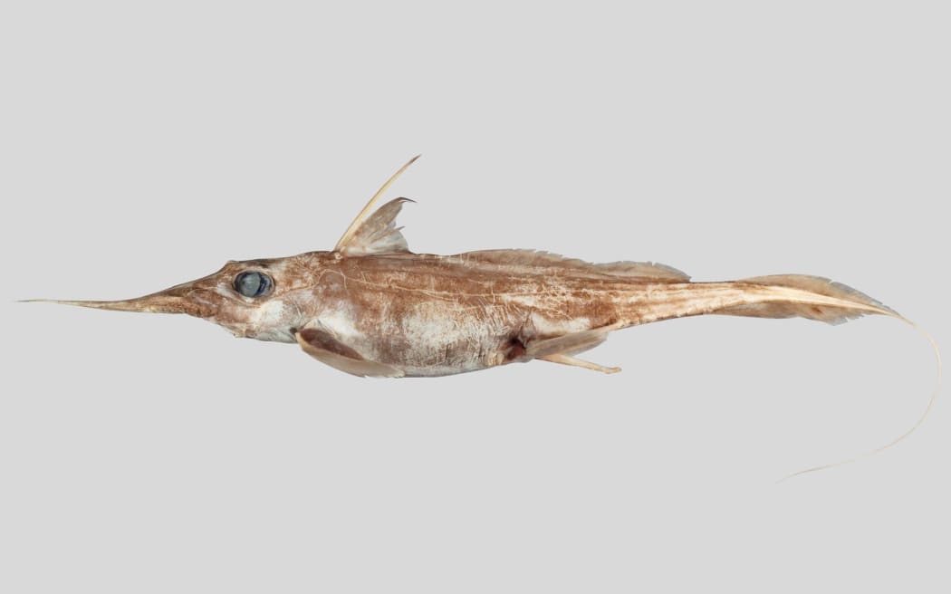 The Australasian narrow-nosed spookfish - scientific name Harriotta avia.