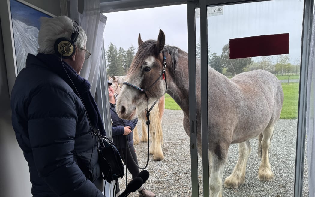 Basil the Clydesdale at the door of a shed with Mark Leishman in the foreground.