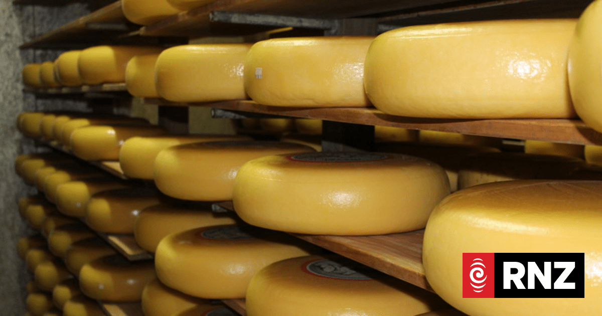 Cheese racing in Bluff: 'Keep calm and roll cheese' | RNZ