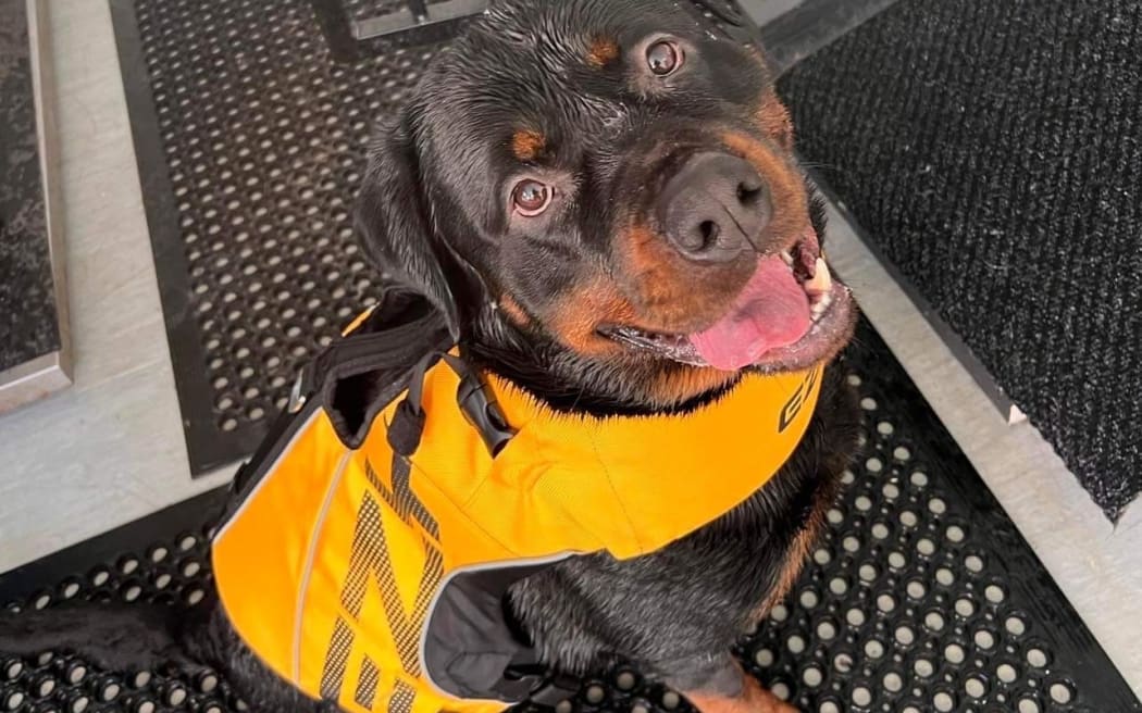 Chopper had regular hydrotherapy to strengthen his back legs after his release.