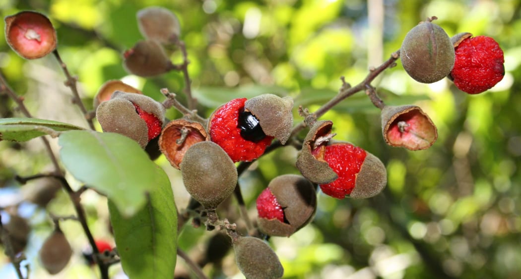 The tītoki tree's seed produce a very high-quality oil which was used by Māori and early European settlers alike.