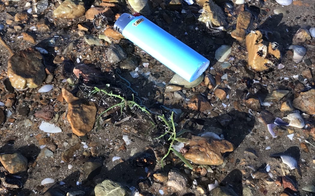 A tiny piece of exotic caulerpa on the beach at Omākiwi Cove.