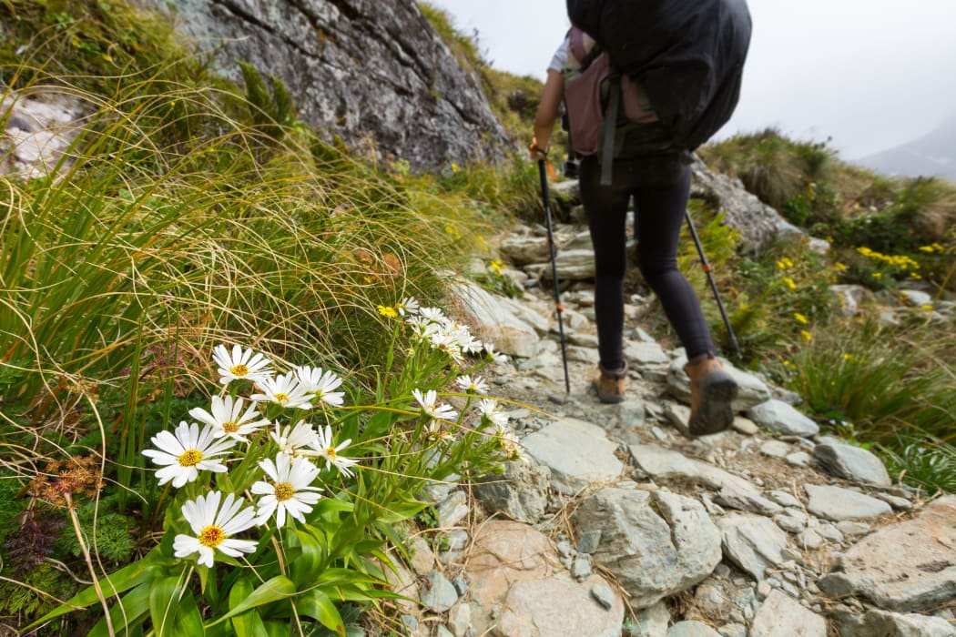 Stock Photo - white alpine flower on Routeburn Track, New Zealand
white alpine flower on Routeburn Track, New Zealand Stock Photo