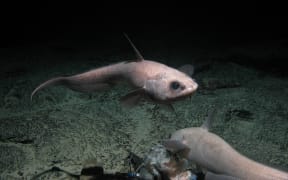 Image of an abyssal grenadier.