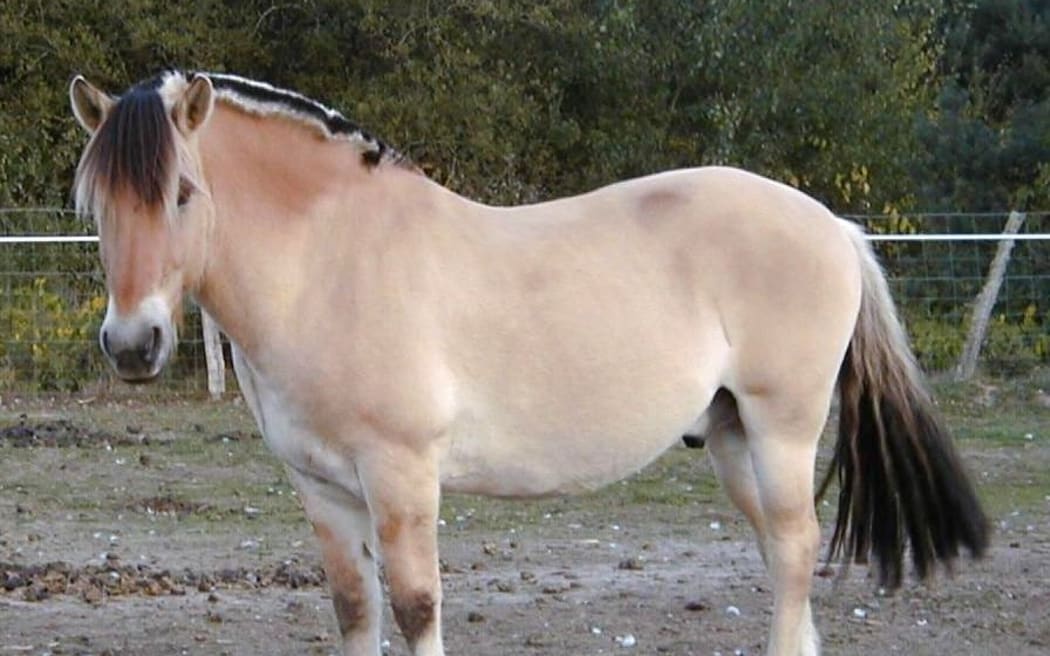 Norweigan Fjord horse