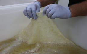 The kombucha scoby was highly effective in lowering E coli.