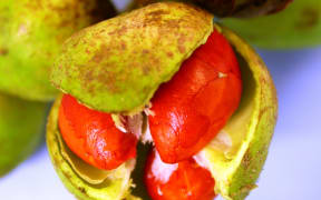 Bright orange kohekohe seeds in a fleshy capsule