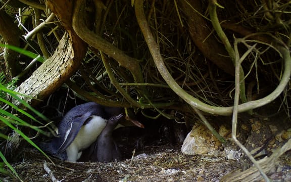 Hoiho and two chicks