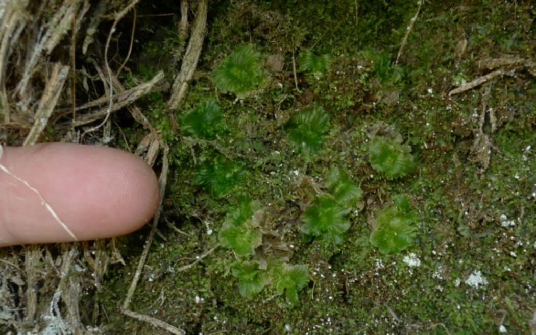 Lettuce Liverwort