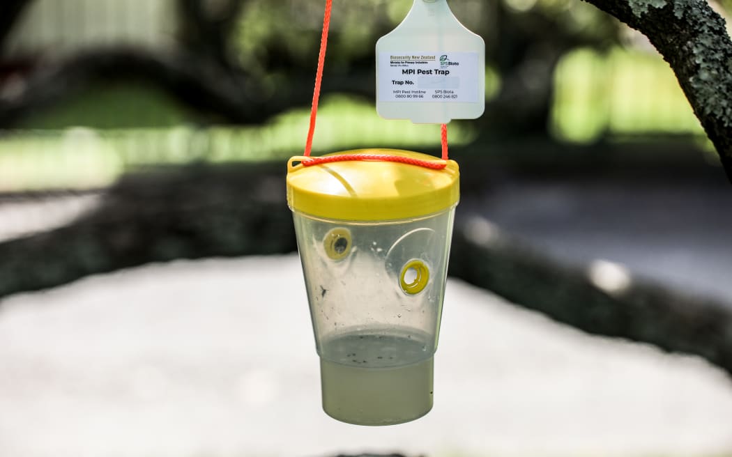 Yellow-legged hornet traps