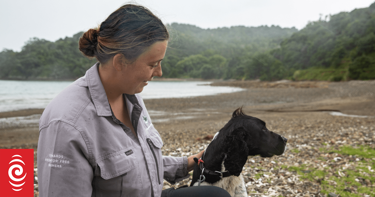 Poo-Detecting Dogs Aid Native Bird Recovery on Waiheke Island