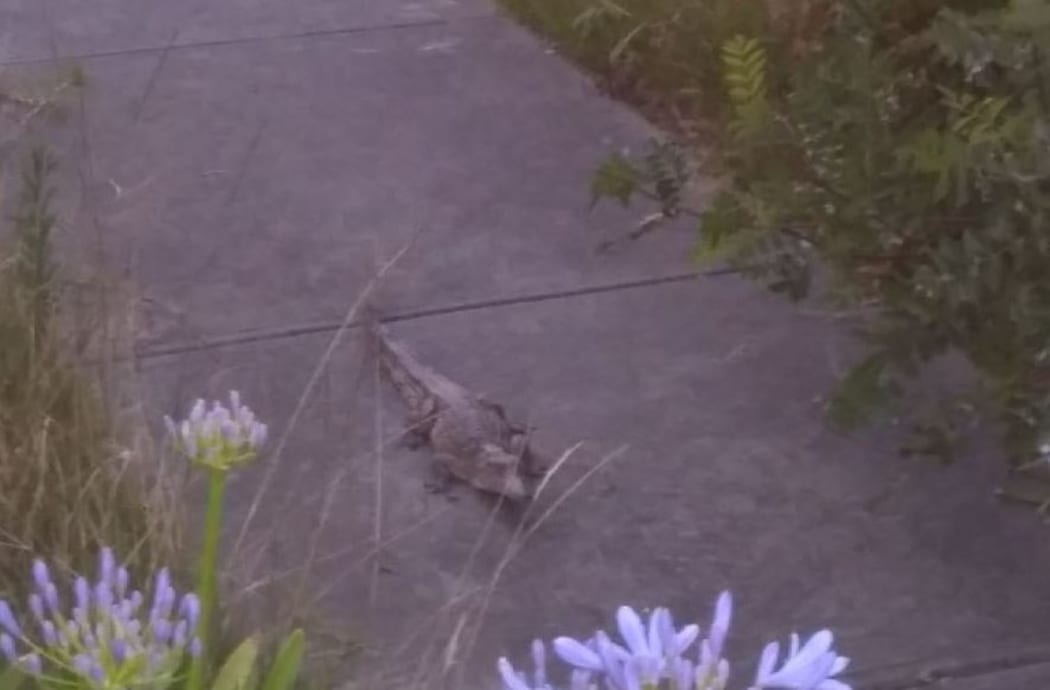 Authorities do not know where the saltwater crocodile came from.