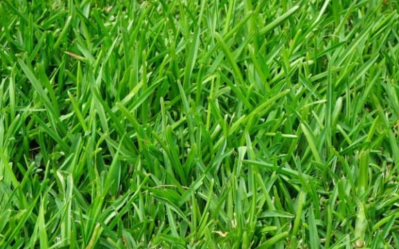Grass 2