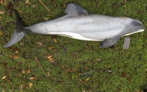 The Hector's dolphin was found dead at the head of Milford Sound in Fiordland.