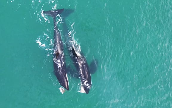 Orca swimming at Whangaparaoa.
