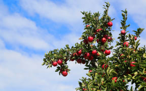Envy apples from T&G Global