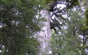 Totara tree: Halls Totara, Big Totara Walk, Deans Forest, Southland.