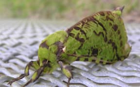 Puriri Moth