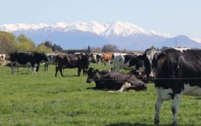 Cows grazing in Mid Canterbury where M bovis has infected five farms