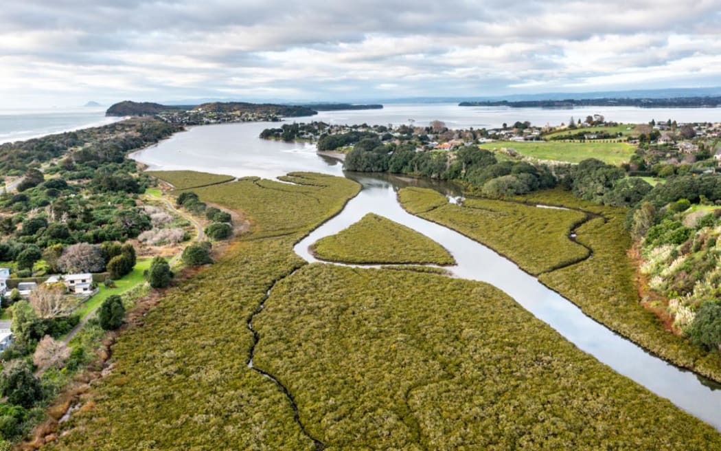 Athenree Estuary mangrove forest, Bay of Plenty.