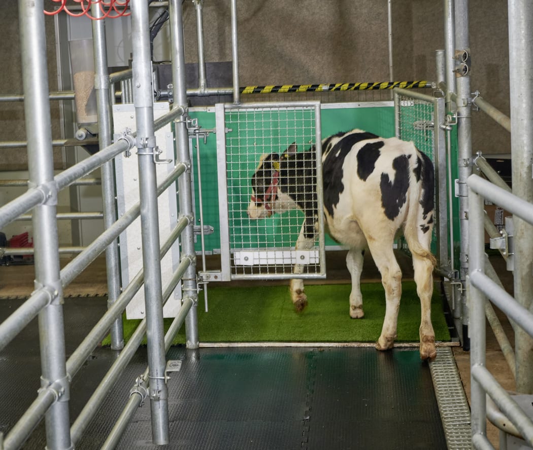 A calf enters the toilet.