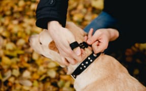 Dog with electric shock collar. (file photo)