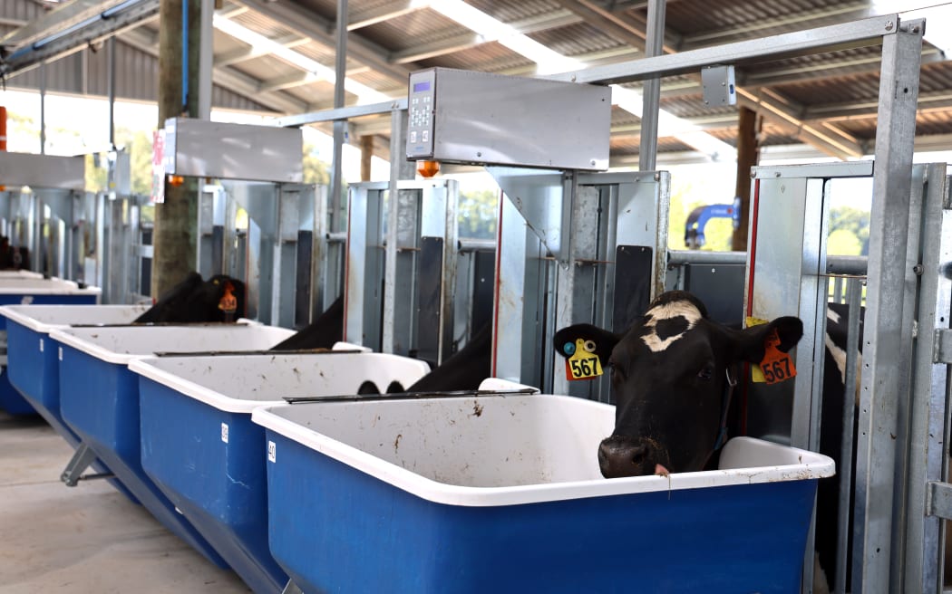 At 106 metres long and 30 metres wide and with room for up to 120 cows, the multi-million dollar build is the largest research facility of its kind in the Southern Hemisphere.