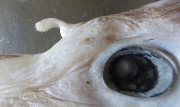 bent nose spookfish