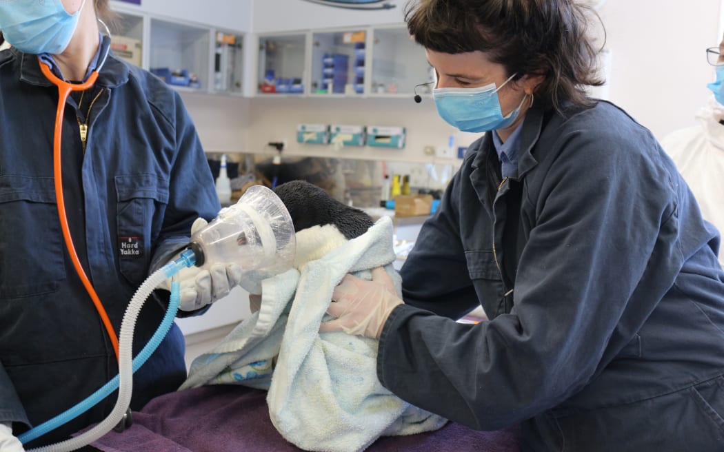 An Adélie penguin found on Petone Beach undergoes a full health check at Wellington Zoo.