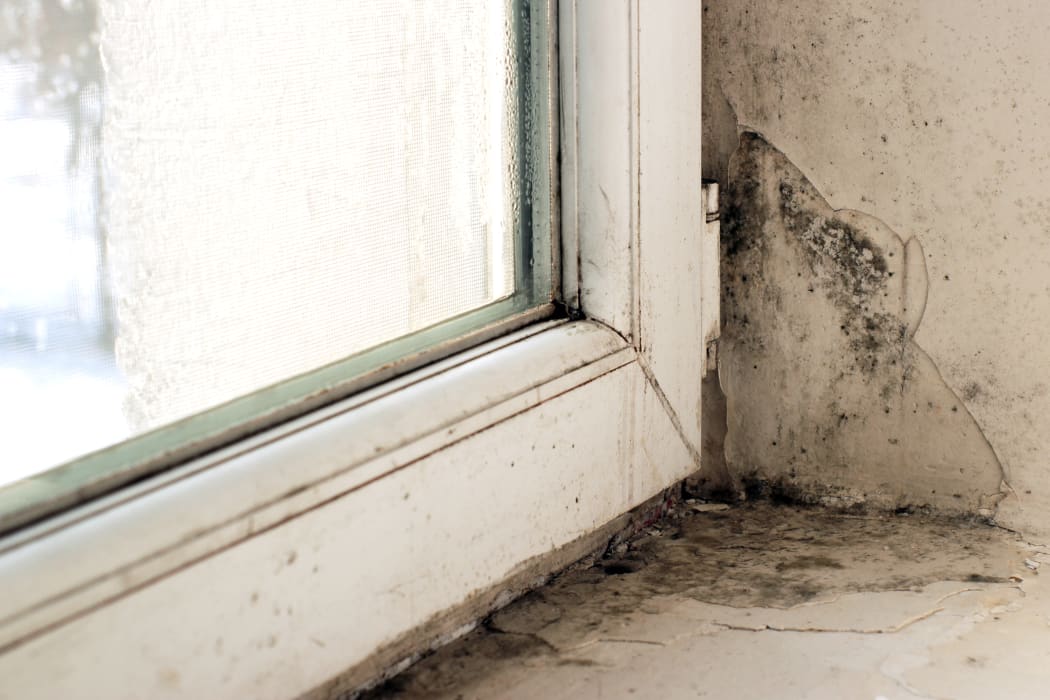 Damp and mold on window and frame.