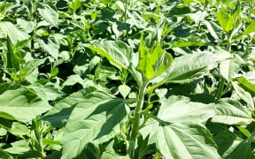 Jerusalem artichoke plants in North Canterbury