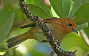 A close up shot of a small bird on a twig with leaves in the background. The bird has an orange head and black and orange wings, the underside of its belly is pale with grey patches at the end of the tail.