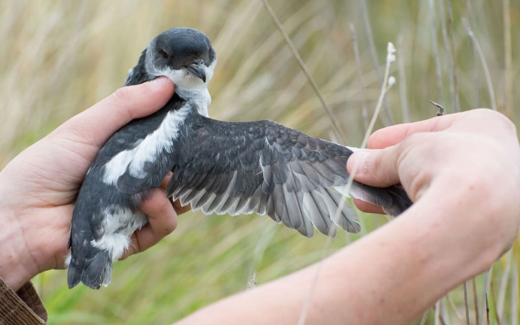 The Whenua Hou diving petrel.