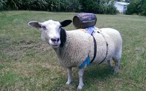 Multi the sheep will be travelling by ferry and car with her owner to deliver a petition against the construction of a marina on Waiheke Island.