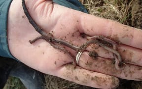 A handful of worms collected from a small clod of soil is an indication of a healthy productive pasture.