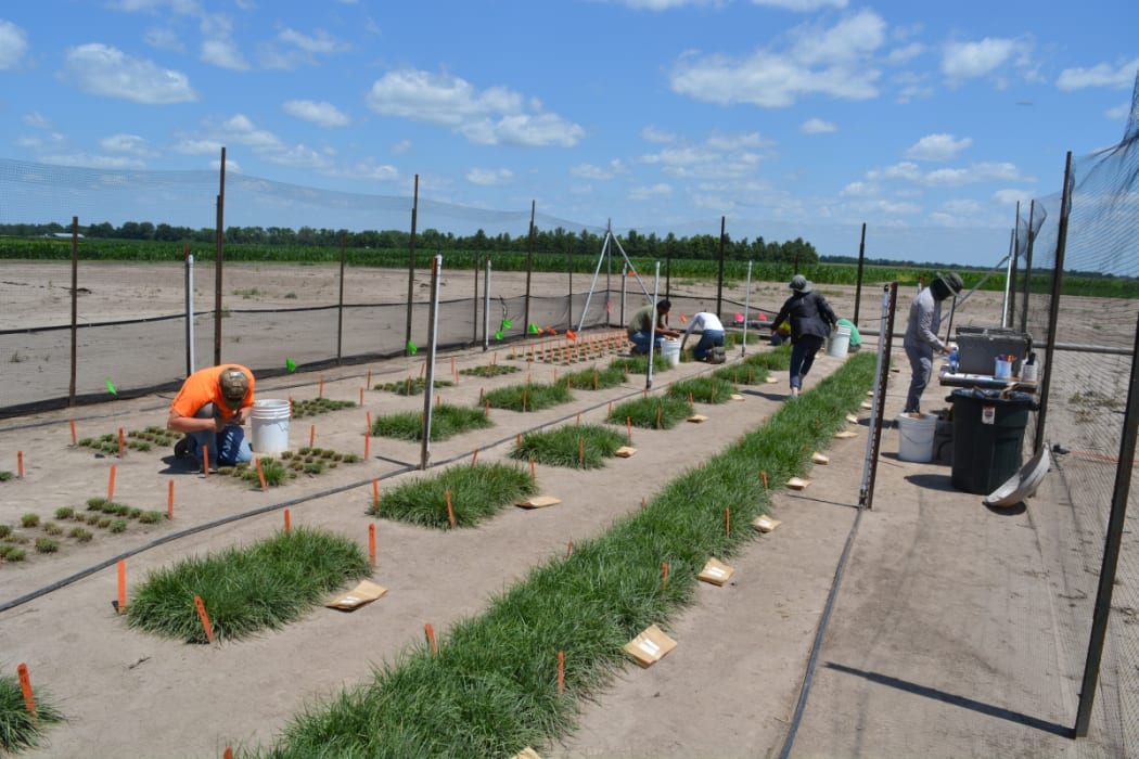 Science technicians begin harvesting the HME ryegrass grown in the United States