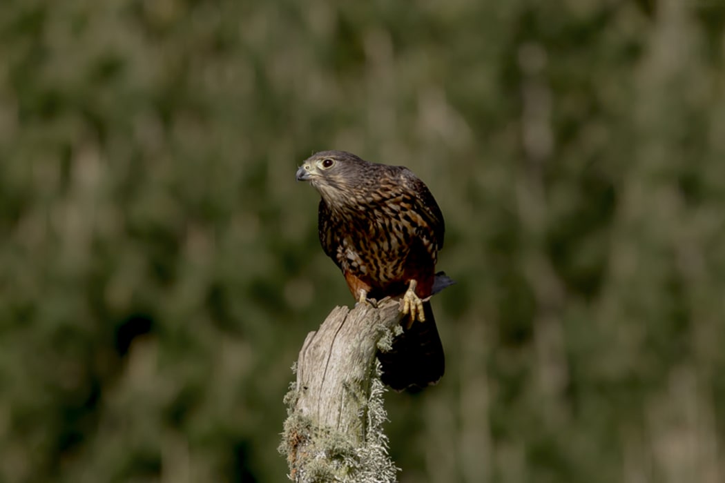Critter of the Week The Karearea - NZ Falcon | RNZ