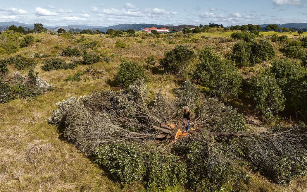 Ōhope resident Jo Steens stands on the fresh stump of one of the pohutukawa felled in August 2023 during an Ōhope Beach Golf Links working bee.