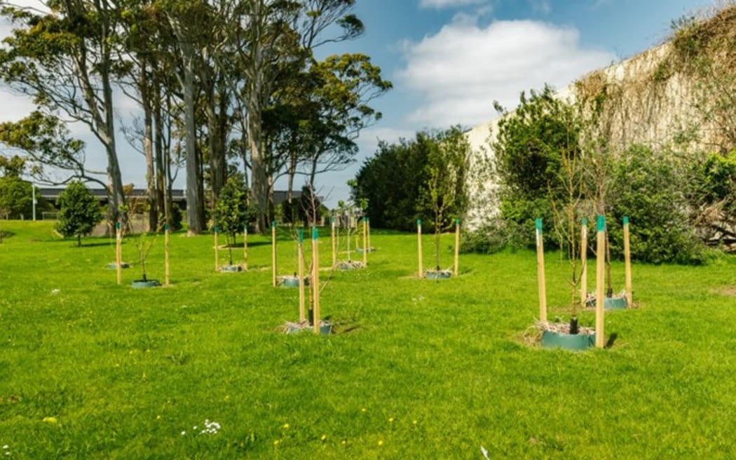 Puhinui Domain in Papatoetoe has been planted with 17 fruit trees creating an orchard of free kai for the community.