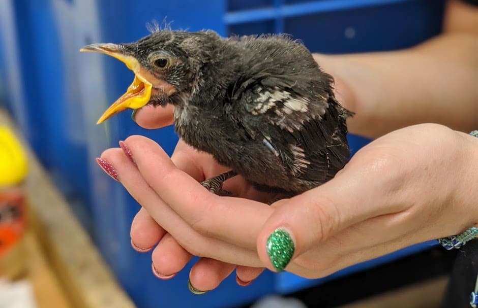 A rescued tui chick being cared for by the Wellington Bird Rehabilitation Trust.